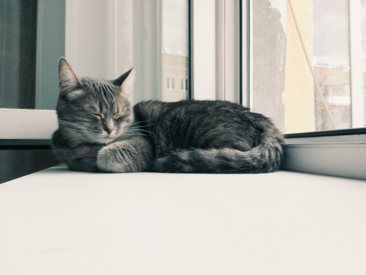 Серый кот у окна