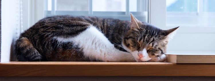 Кот лежит на подоконнике