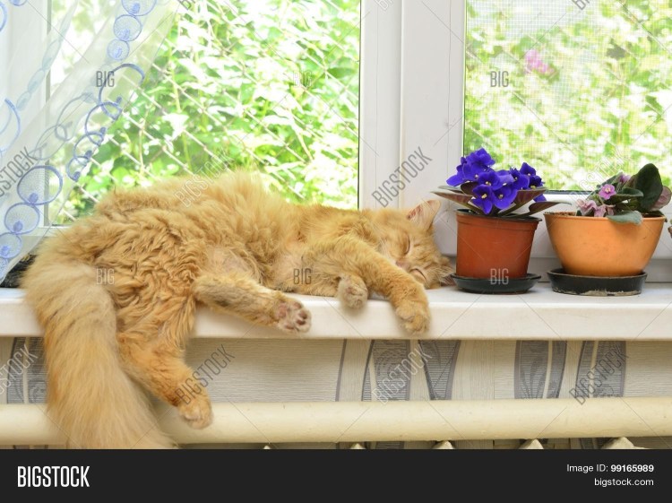 Спящий кот на подоконнике
