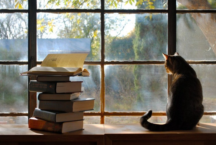 Кошка сидит на окне