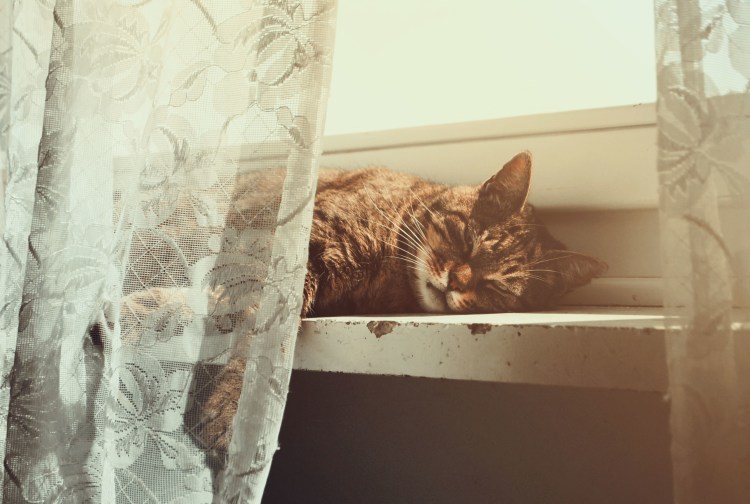 Кошка за занавеской