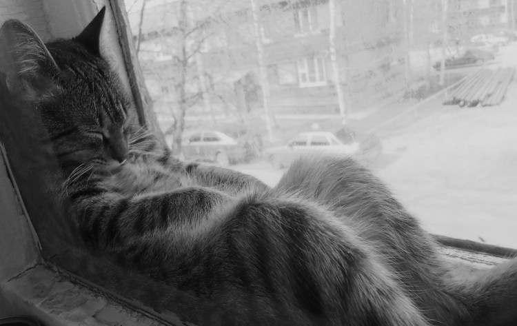 Коты на подоконнике