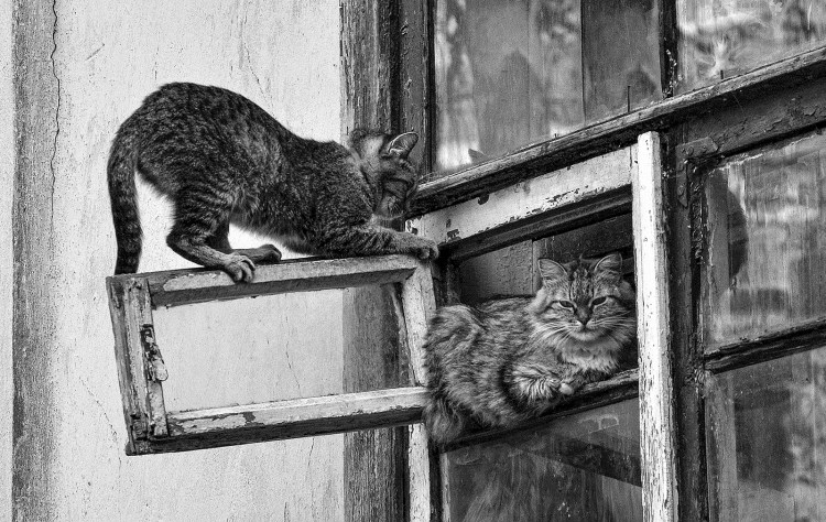 Кот в форточке