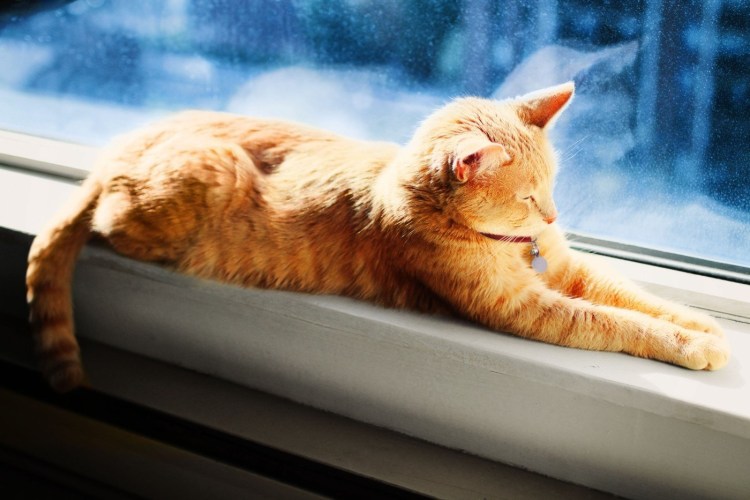 Кошка на солнце