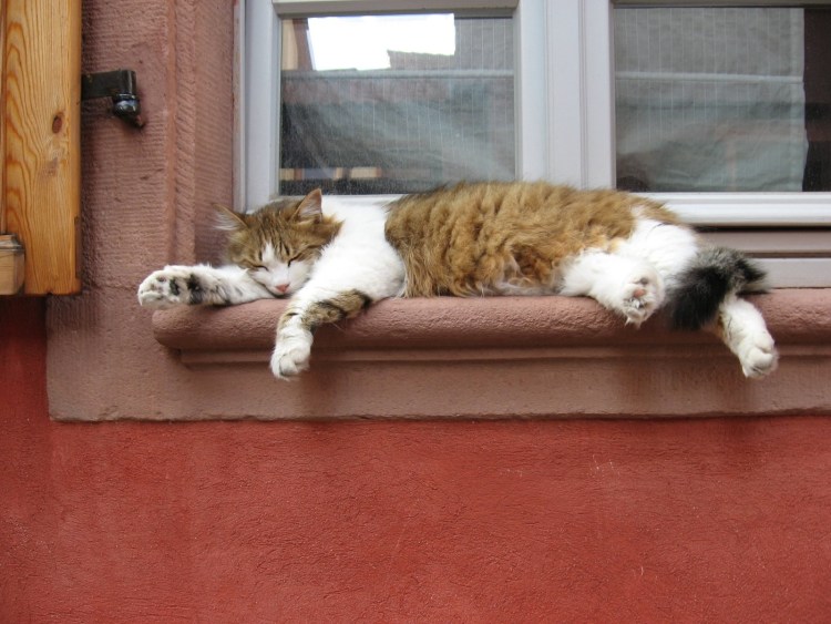 Кот лежит на подоконнике