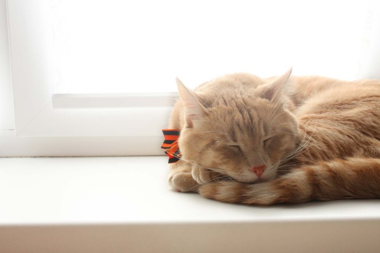 Котик спит на окне