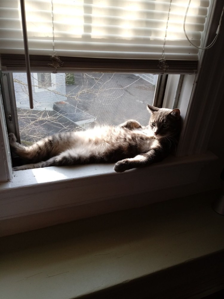 Кот ждет у окна