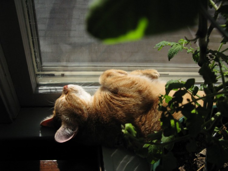 Спящий кот на подоконнике