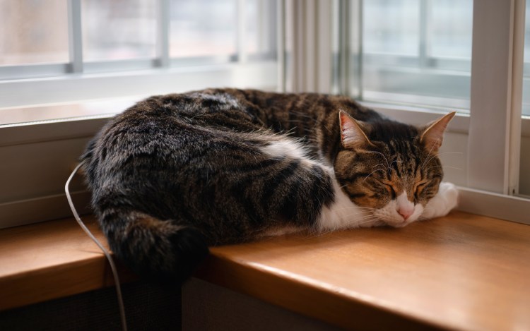 Кот лежит на подоконнике