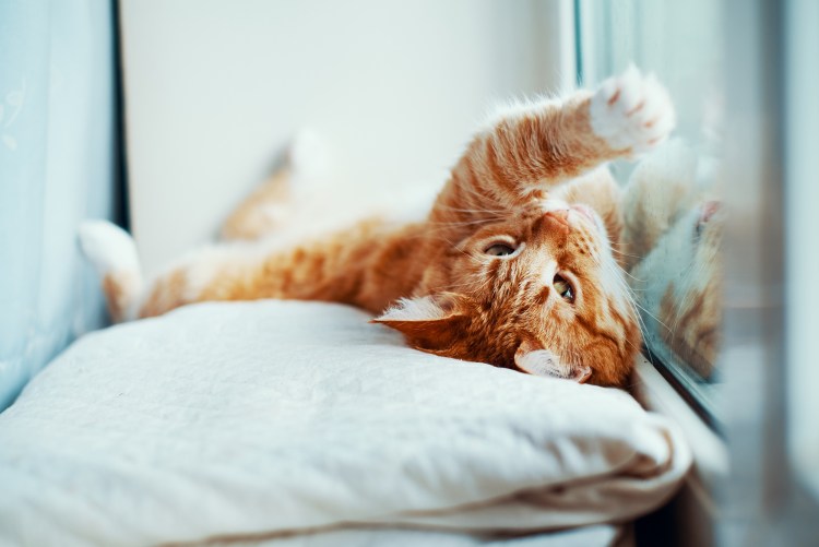 Рыжая кошка на диване