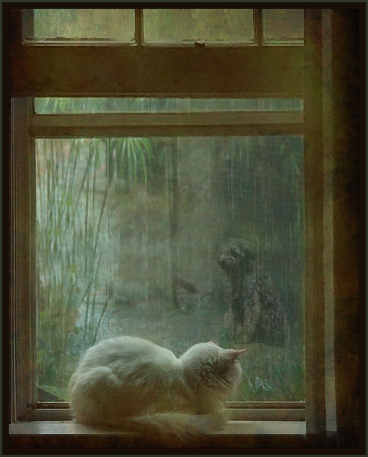 Утро кот на окне