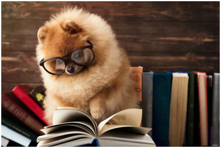 Собака в очках с книгой