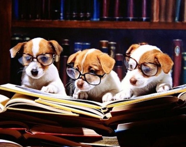 Умная собака в очках