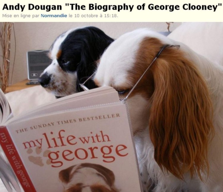 Собака читает книгу картинки прикольные