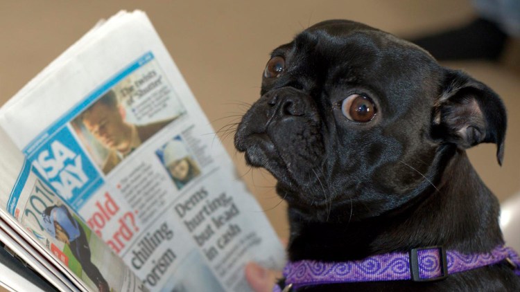 Собака читает газету