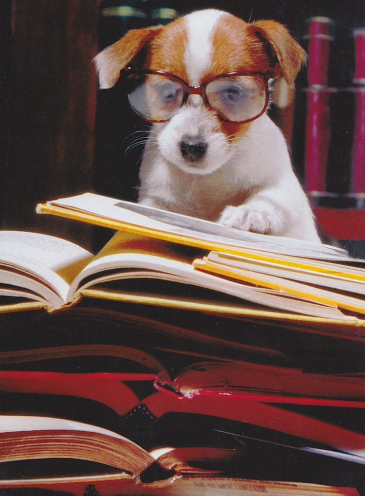 Умная собака в очках