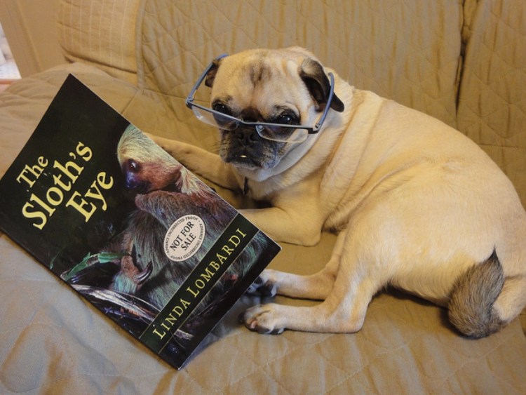 Мопс с книжкой