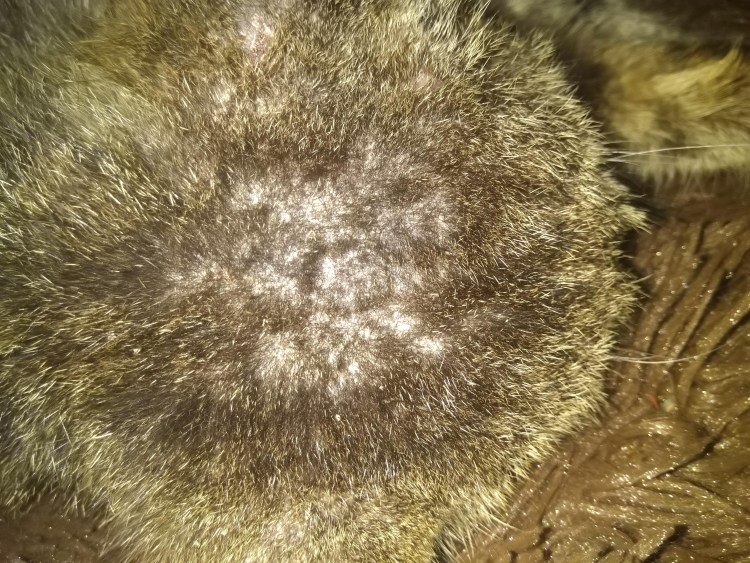 Микроспория (стригущий лишай) у собак