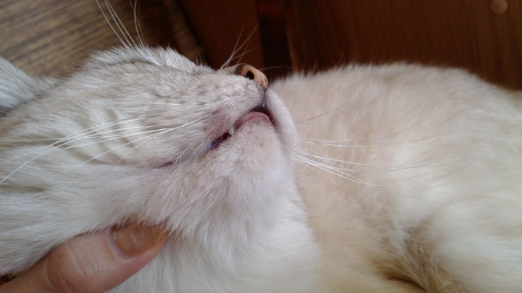 Залысина на ушке у кошки