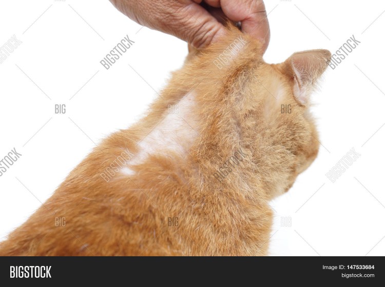 Кошачий стригущий лишай