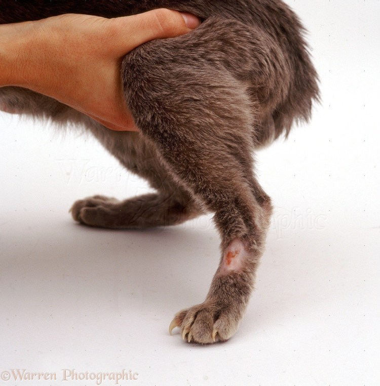 Стригущий у кошки стригущий лишай