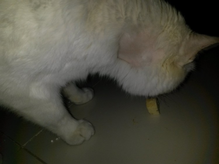 Милиарный дерматит у кошек