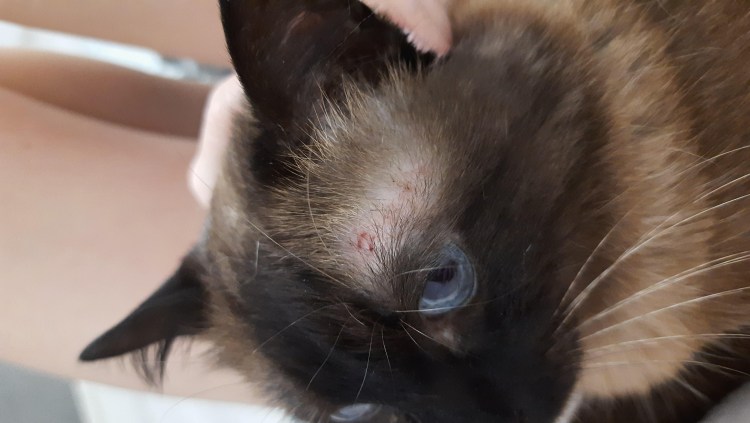 Лишай у котов нв хыосте