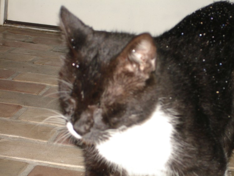 Дерматомикоз (стригущий лишай)