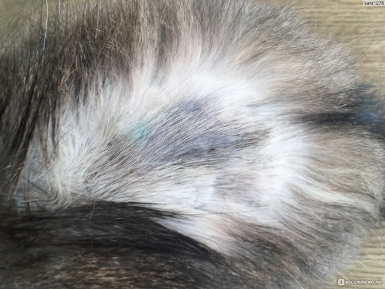 Милиарный дерматит у кота