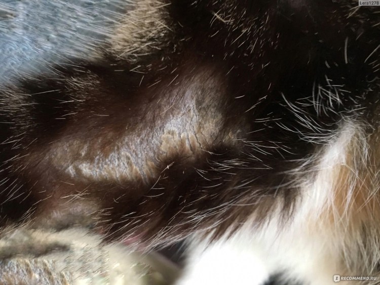 Стригущий лишай лишай у кошек