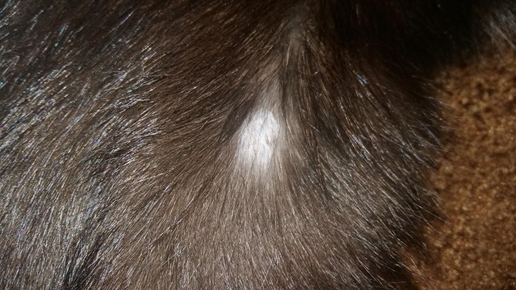 Стригущий лишай у Абиссинской