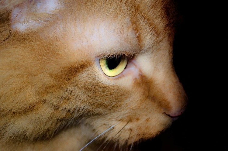 Кошачий стригущий лишай