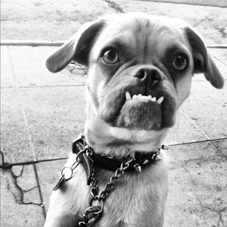 Английский бульдог Fawn