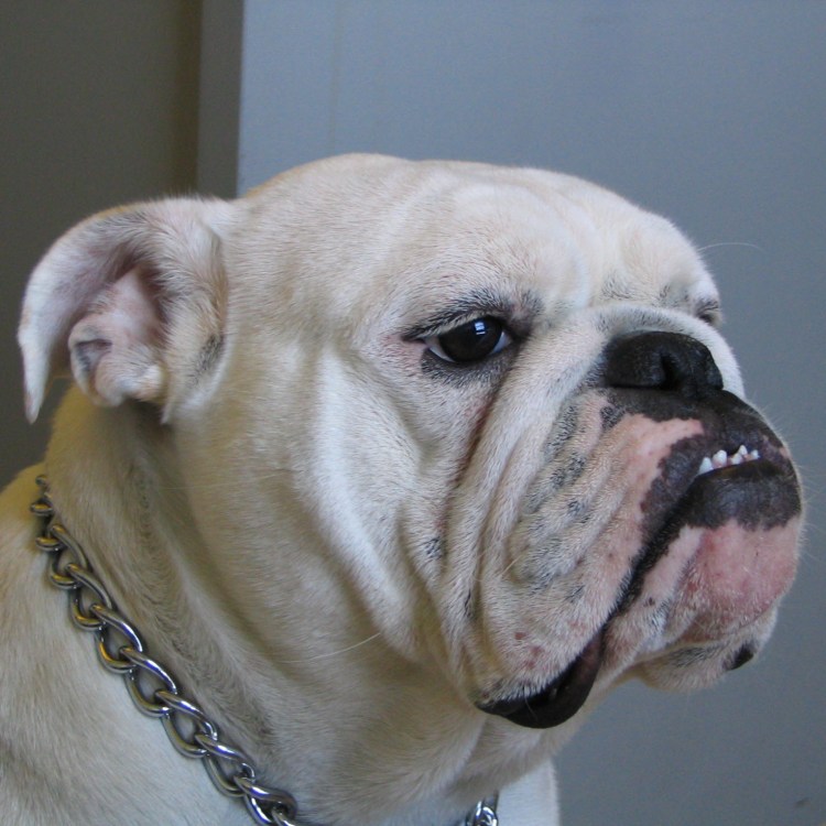 Американский бульдог у Розенбаума