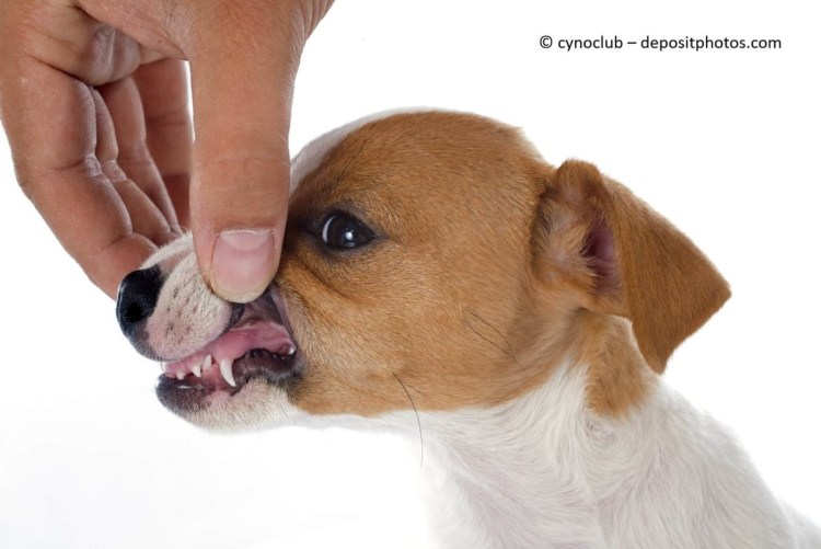 Бойцовский бультерьер