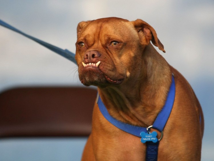 Собака с неправильным прикусом