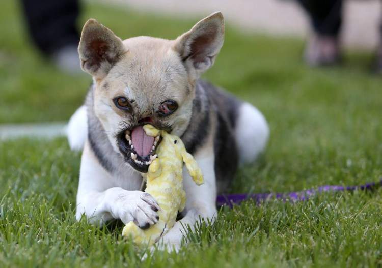 Чихуахуа Туна