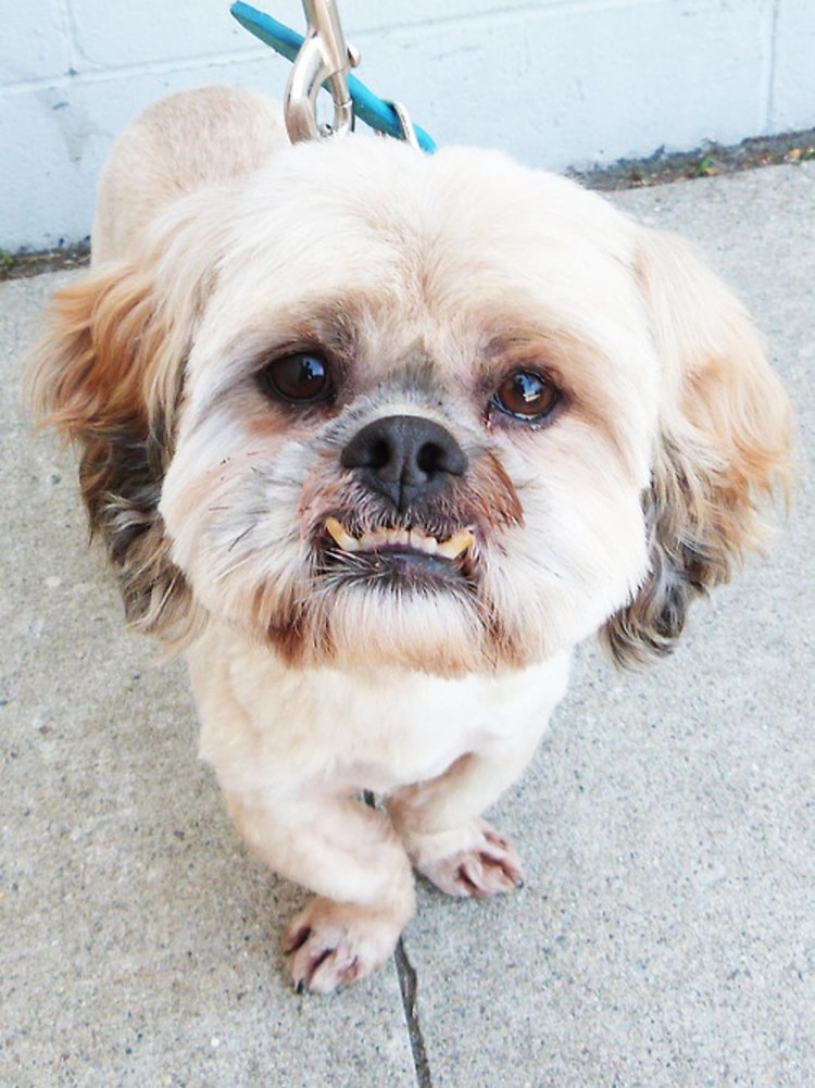 Собака с выдвинутой челюстью