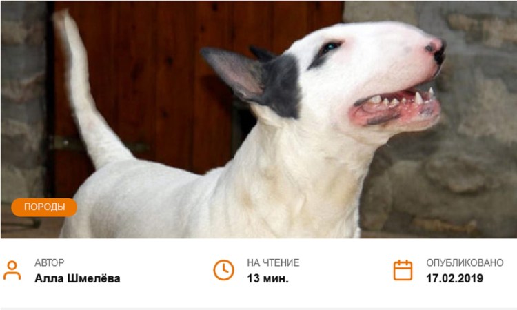 Собака без верхней челюсти