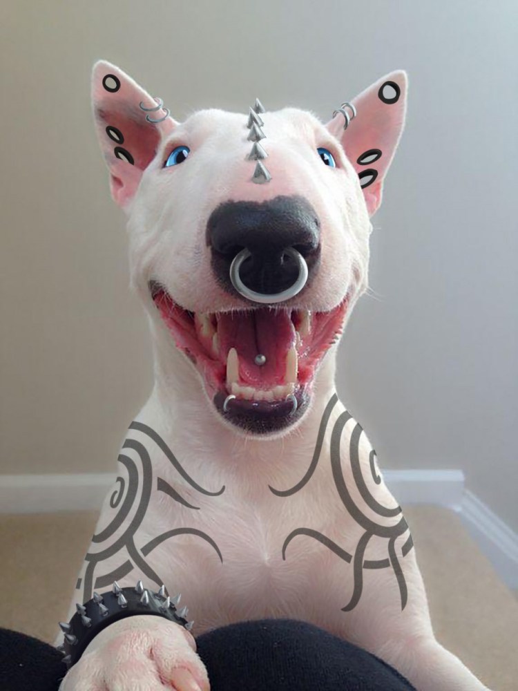 Собачка с неправильным прикусом