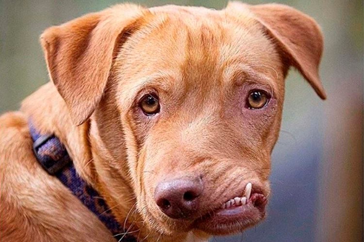 Смесь МОПСА И китайской хохлатой