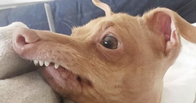 Собака без нижней челюсти