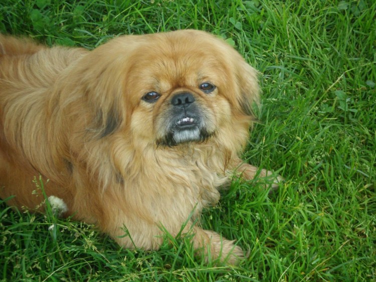 Метис французского бульдога