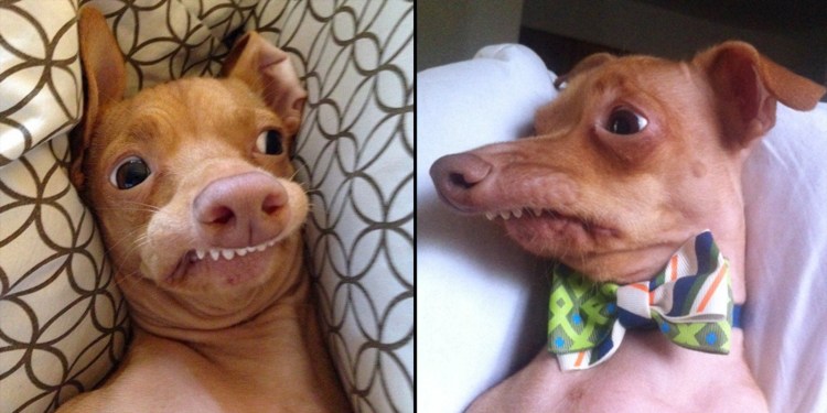 Лхаса Апсо прикус