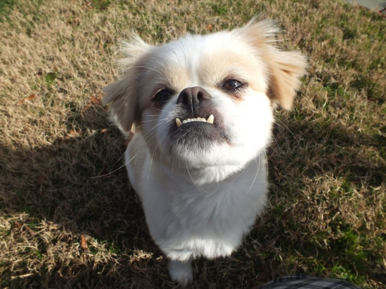 Собака с выдвинутой челюстью