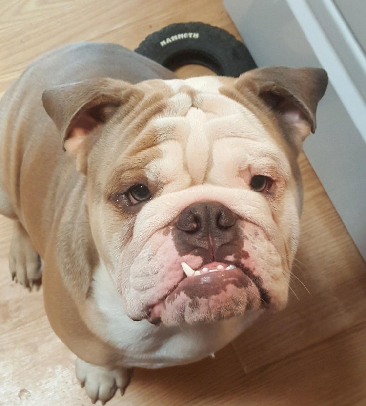 Пекинес рыжий