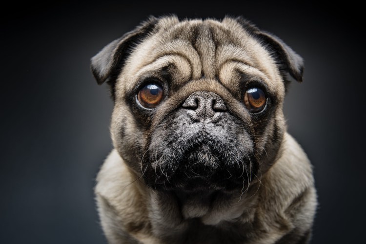 Чихуахуа Хуа злая