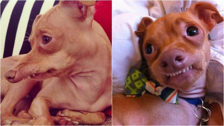 Свирепые породы собак