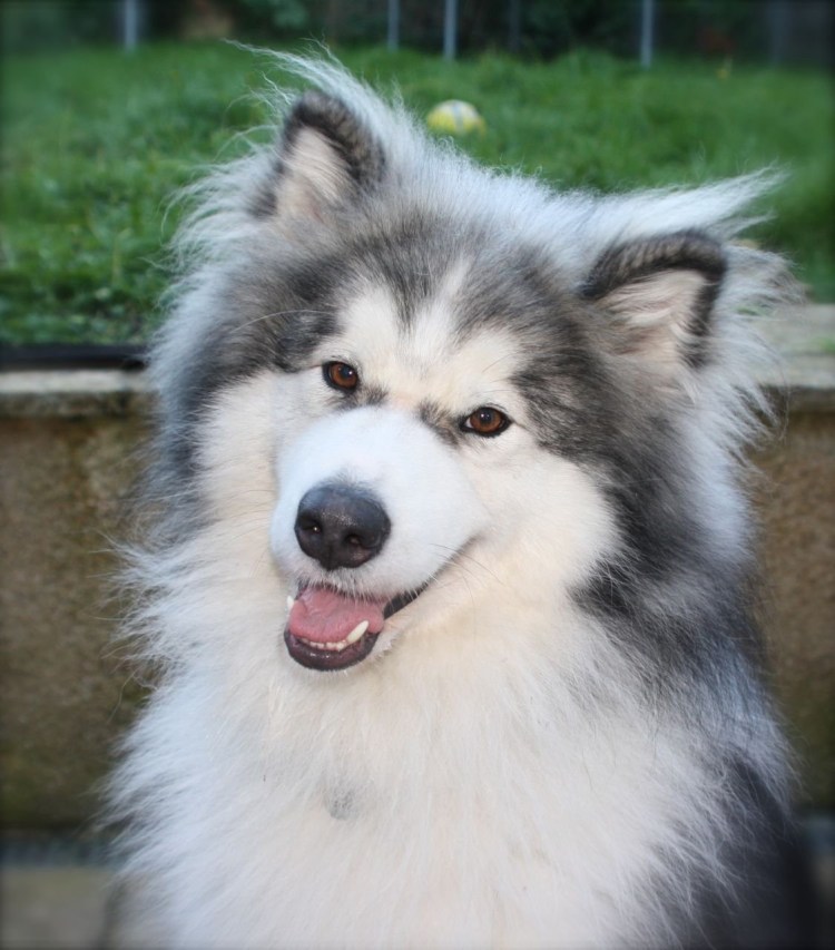 Аляскинский маламут длинношерстный