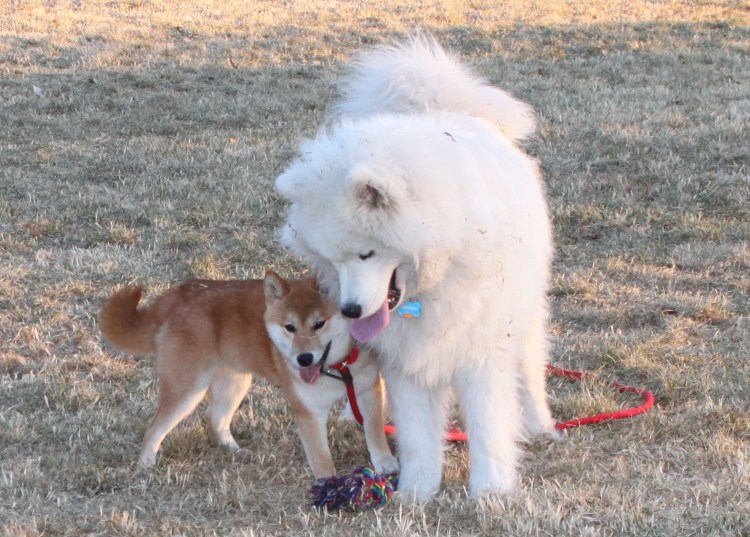 Сиба ину и самоед